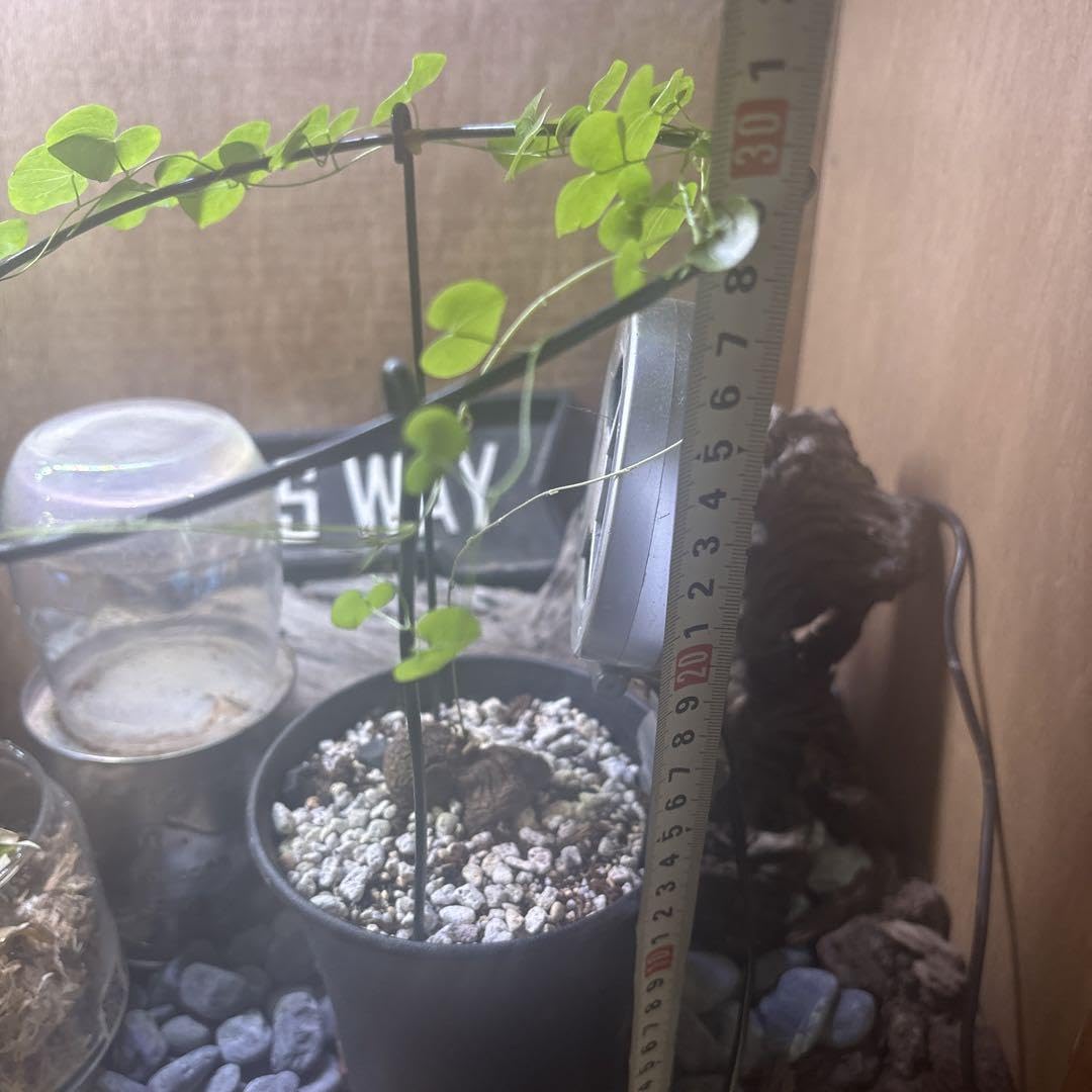 Amazon.co.jp: まず無いレアな亀甲竜 ダブルヘッド 塊根植物 : ホーム